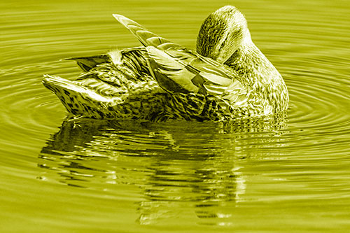 Water Rippling Mallard Duck Grooming Self (Yellow Shade)