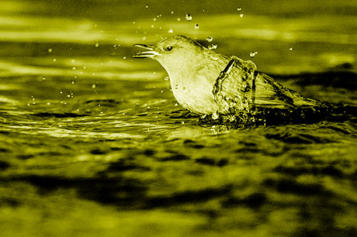 Water Splashing American Dipper Feasting On Larvae (Yellow Shade)