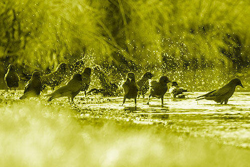 Water Splashing Crows Enjoy Bird Bath Along River Shore (Yellow Shade Photo)