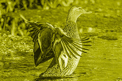 Water Splashing Mallard Duck Flapping Wings Among Pond (Yellow Shade Photo)