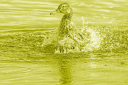 Water Splashing Mallard Duck Taking Bird Bath (Yellow Shade)
