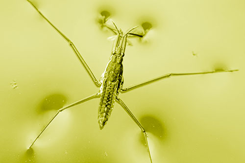 Water Strider Perched Atop Calm River (Yellow Shade Photo)