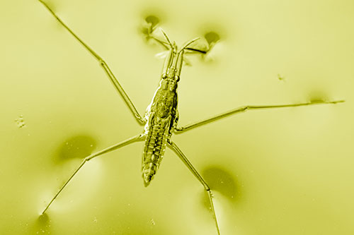 Water Strider Perched Atop Calm River (Yellow Shade)