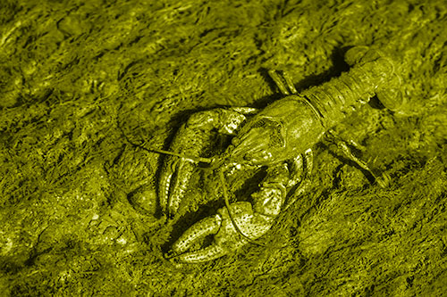 Water Submerged Crayfish Crawling Upstream (Yellow Shade Photo)