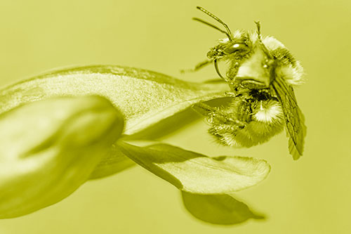 Waving Red Belted Bumble Bee Climbing Flower Petal (Yellow Shade)