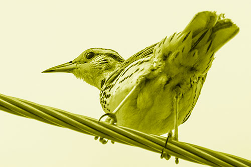 Western Meadowlark Keeping Watch Atop Powerline Wire (Yellow Shade)