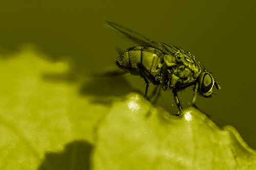 Wet Cluster Fly Walks Along Leaf Rim Edge (Yellow Shade Photo)