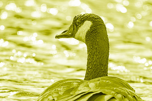 Wet Headed Canadian Goose Among Glistening Water (Yellow Shade Photo)