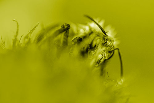 Wet Honey Bee Hiding Among Blanket Flower (Yellow Shade)