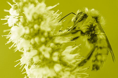 Wet Red Belted Bumble Bee Crawling Up Mentha Longifolia Plant (Yellow Shade)