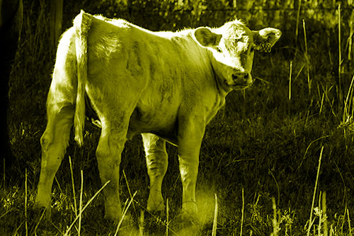 White Cow Calf Looking Backwards (Yellow Shade Photo)