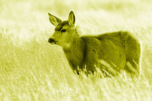 White Tailed Deer Enjoying Stroll Among Wheatgrass (Yellow Shade Photo)