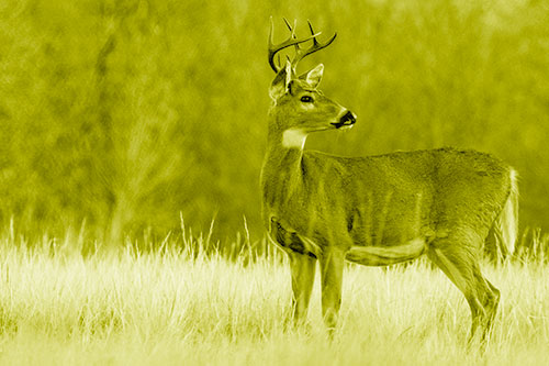 White Tailed Deer Looking Back Towards Sunrise (Yellow Shade)