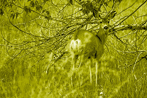 White Tailed Deer Looking Backwards Atop Grassy Pasture (Yellow Shade Photo)