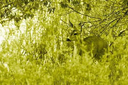 White Tailed Deer Looking Onwards Among Tall Grass (Yellow Shade Photo)