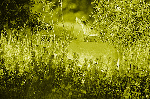 White Tailed Deer Looks Back Among Lily Nile Flowers (Yellow Shade Photo)