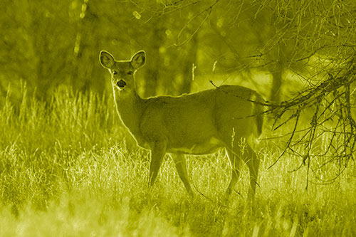 White Tailed Deer Spots Intruder Beside Dead Tree (Yellow Shade Photo)
