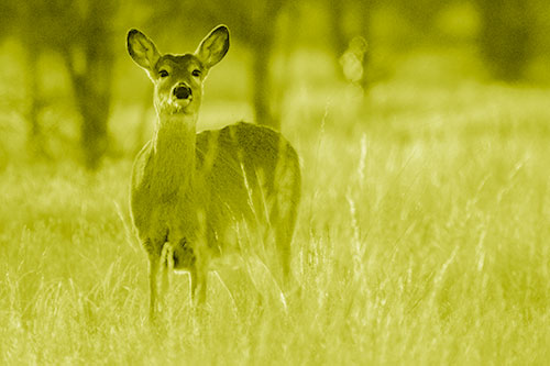 White Tailed Deer Watches With Anticipation (Yellow Shade Photo)