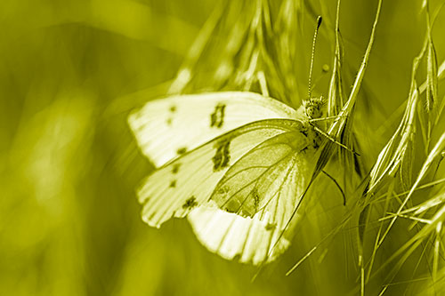 White Winged Butterfly Clings Grass Blades (Yellow Shade Photo)