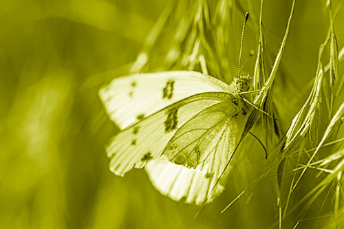 White Winged Butterfly Clings Grass Blades (Yellow Shade)
