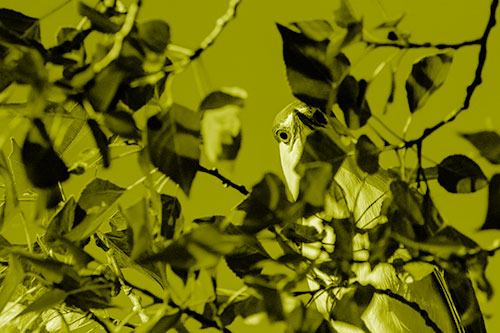 Wide Eyed Black Crowned Night Heron Looking Down From Tree Branch (Yellow Shade)