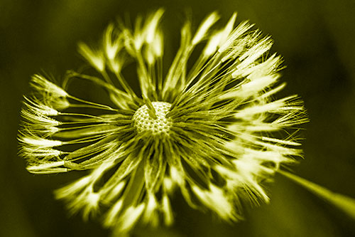 Wind Blowing Partial Puffed Dandelion (Yellow Shade Photo)