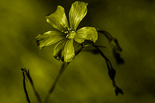 Wind Shaking Flax Flower (Yellow Shade Photo)