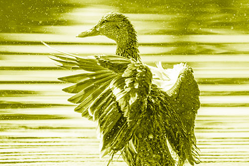 Wing Flapping Mallard Duck Splashing Lake Water (Yellow Shade)