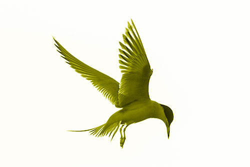 Wing Flapping Tern Eying For Fish Below (Yellow Shade)