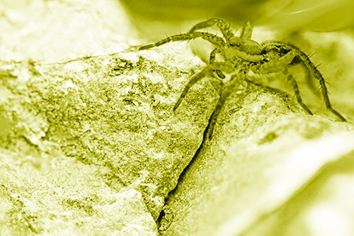 Wolf Spider Crawling Over Cracked Rock Crevice (Yellow Shade)