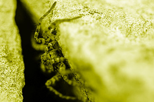 Wolf Spider Peeking Out Rock Crevice (Yellow Shade)