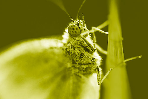 Wood White Butterfly Hugs Grass Blade (Yellow Shade)