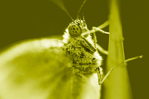 Wood White Butterfly Hugs Grass Blade (Yellow Shade Photo)