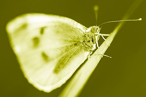 Wood White Butterfly Perched Atop Grass Blade (Yellow Shade Photo)