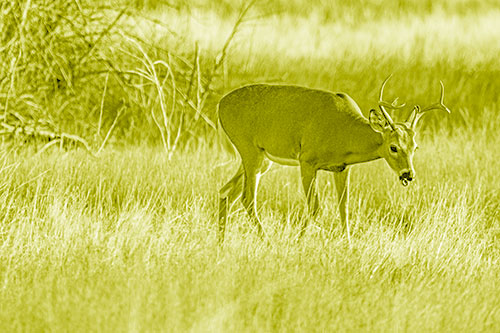 Yawning White Tailed Deer Wanders Among Grass Prairie (Yellow Shade)