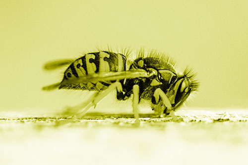 Yellowjacket Wasp Chewing Wood (Yellow Shade)