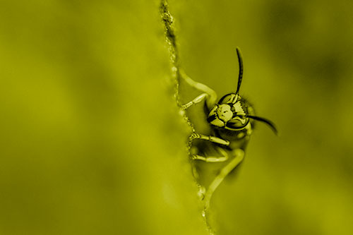 Yellowjacket Wasp Crawling Rock Vertically (Yellow Shade Photo)