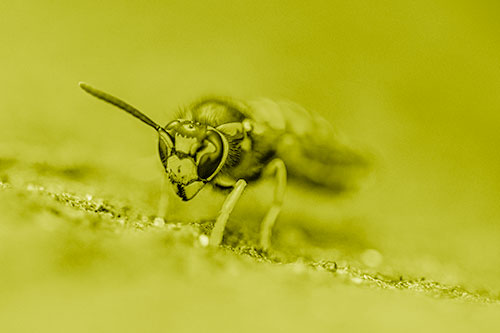 Yellowjacket Wasp Prepares For Flight (Yellow Shade Photo)