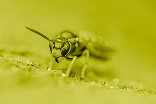 Yellowjacket Wasp Prepares For Flight (Yellow Shade)