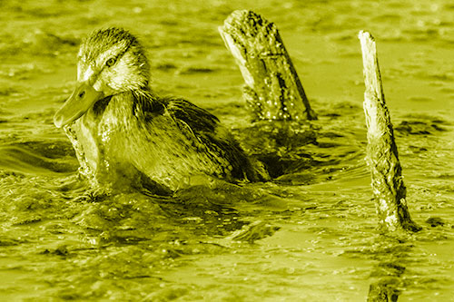 Young Mallard Duckling Playing Among Algae (Yellow Shade)
