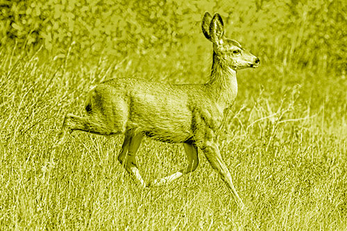 Young Mule Deer Galloping Across Grassland (Yellow Shade)