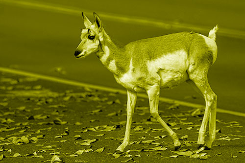 Young Pronghorn Crosses Leaf Covered Road (Yellow Shade Photo)