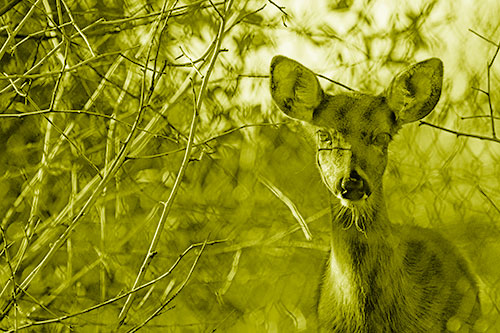 Young White Tailed Deer Watches Through Chain Link Fence (Yellow Shade)