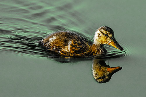 Aging Mallard Duckling Swimming Through Calm Water (Yellow Tint)