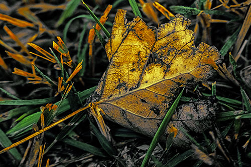 Agony Decaying Leaf Face Suffering Among Grass Blades (Yellow Tint)