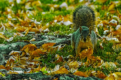 Alert Squirrel Freezes Among Fall Leaves (Yellow Tint)