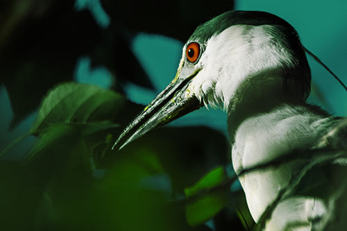 Algae Beak Black Crowned Night Heron (Yellow Tint Photo)