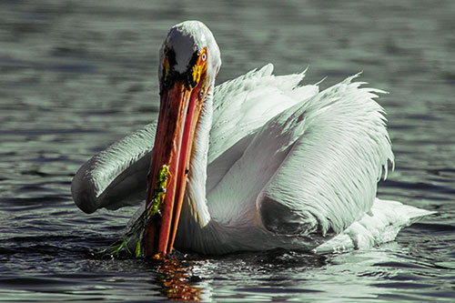 Algae Beaked Pelican Fishes For Salamanders (Yellow Tint)