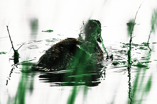 Algae Covered Loch Ness Mallard Monster Duck (Yellow Tint Photo)