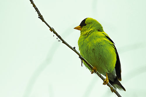 American Goldfinch Perched Along Slanted Branch (Yellow Tint Photo)